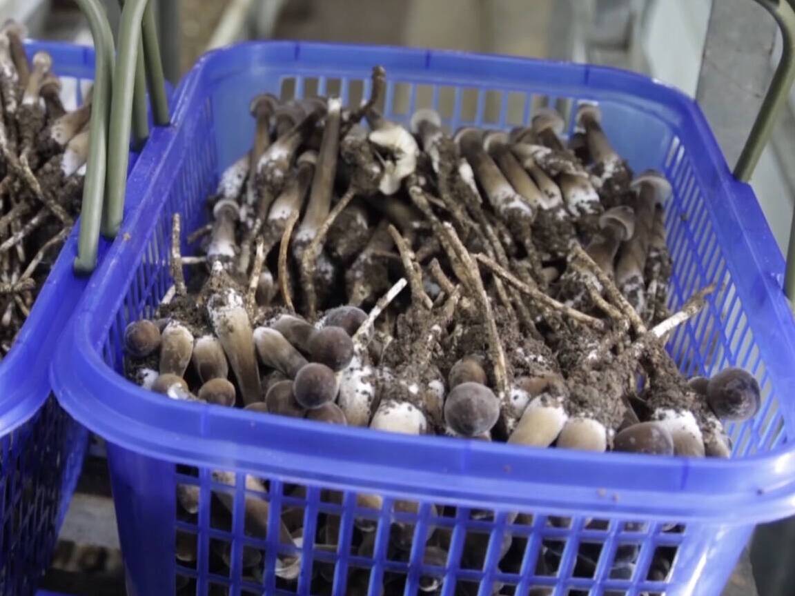 “黑黄金”丰收季！武城：首批黑皮鸡枞菌上市 亩效益超40万元  