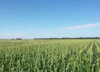 央视《新闻直播间》关注德州乐陵：10万亩玉米进入灌浆期 科学管理实现增产增收