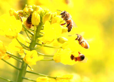 蜂蜜、蜂蜜面膜、蜂蜜口红……看宁津养蜂人如何“追花逐蜜”酿造甜蜜事业