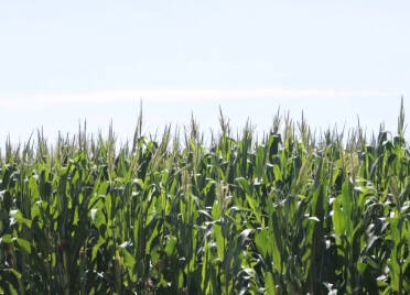 玉米后期如何管理？德州农技专家田间支招，做好防病治虫、保穗增重