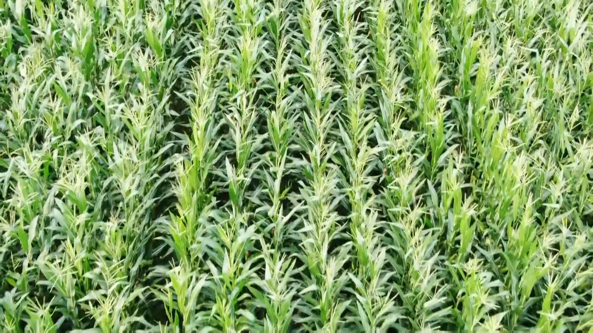 平原县农技人员深入田间地头“开良方”，力保玉米丰产丰收