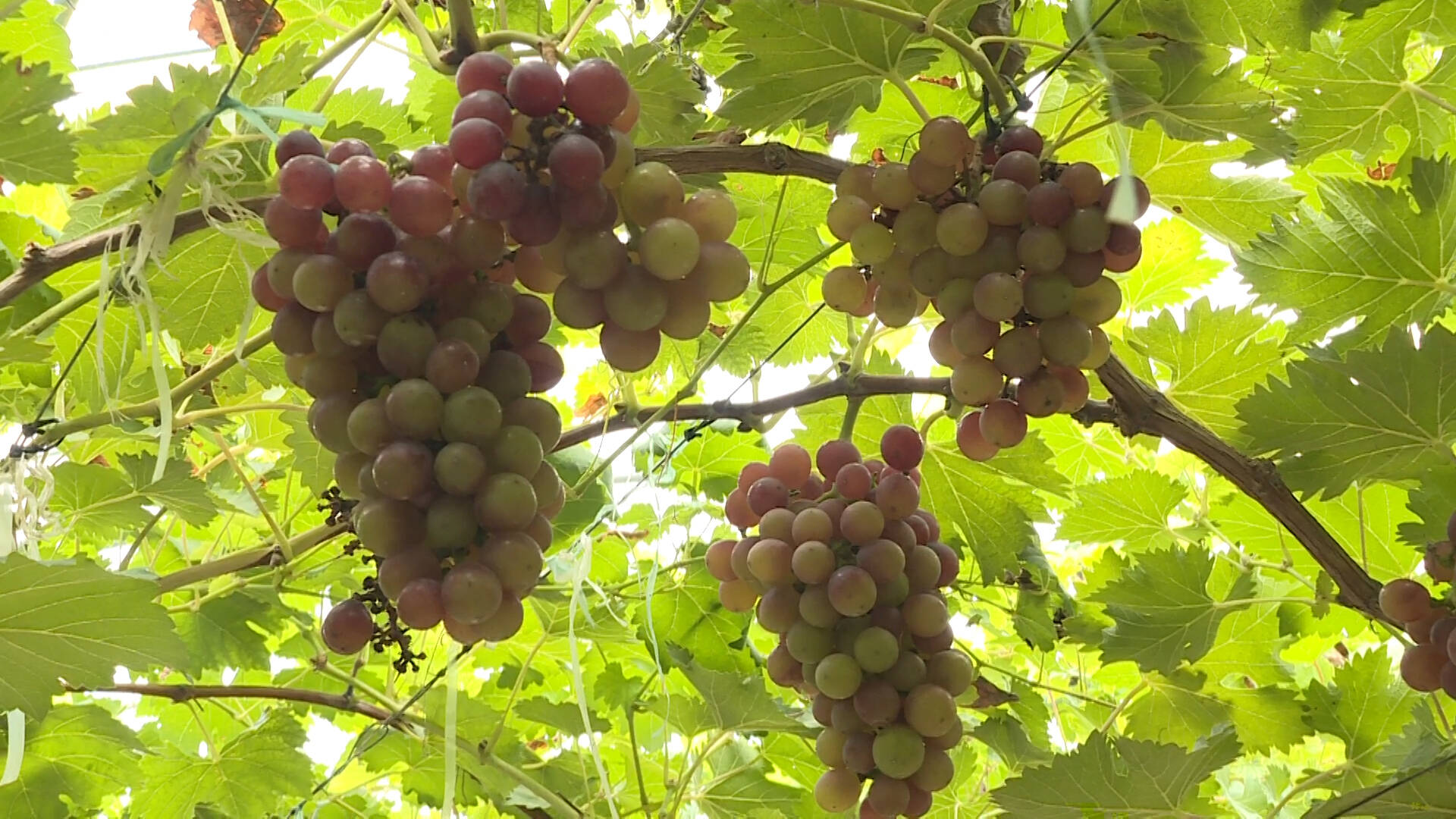 平原：20亩葡萄喜获丰收，10多个品种引来众多游客“尝鲜”