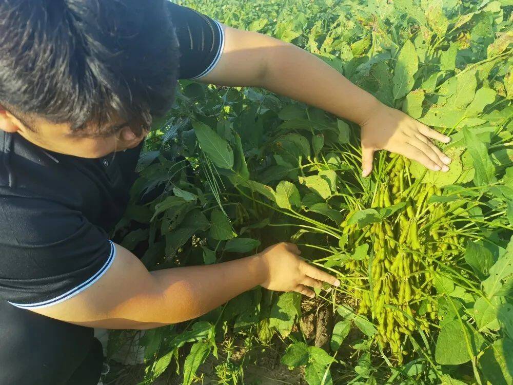 耐盐碱大豆品种图片