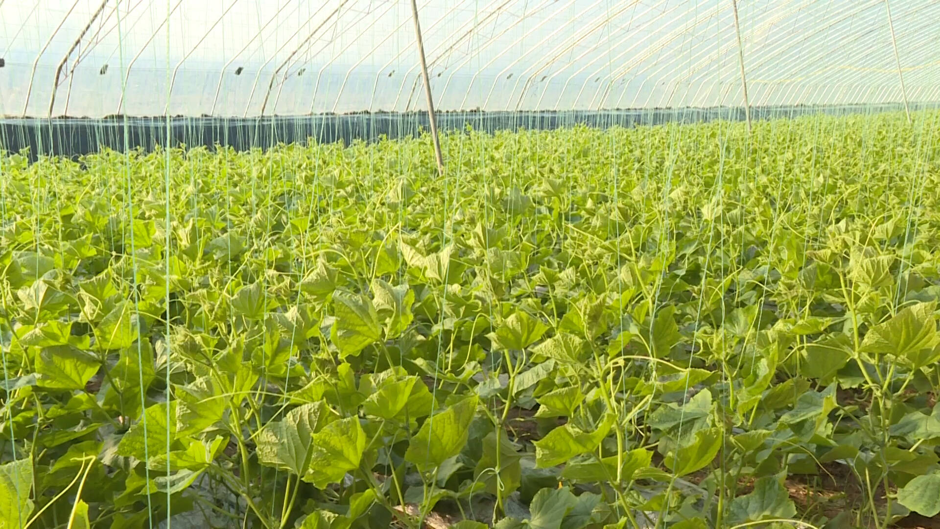 蔬菜大棚如何科学施肥？平原农技人员走进田间地头来支招