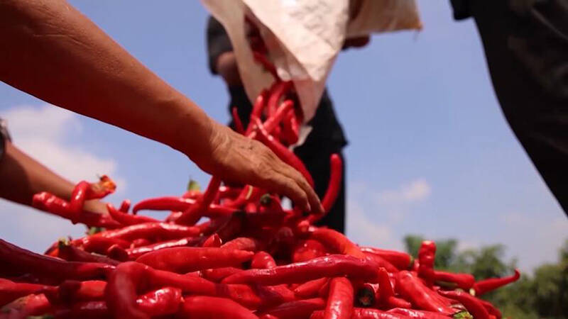 辣椒丰收了！德州武城创新 “粮辣套”复合种植  亩均收益达8000元