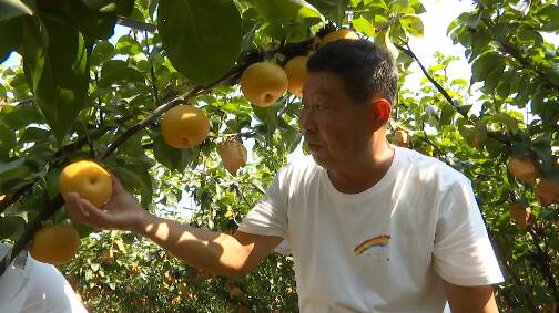 果飘香，采摘忙！潍坊市坊子区300余亩“甜果果”迎来收获季 每亩纯收入1万元