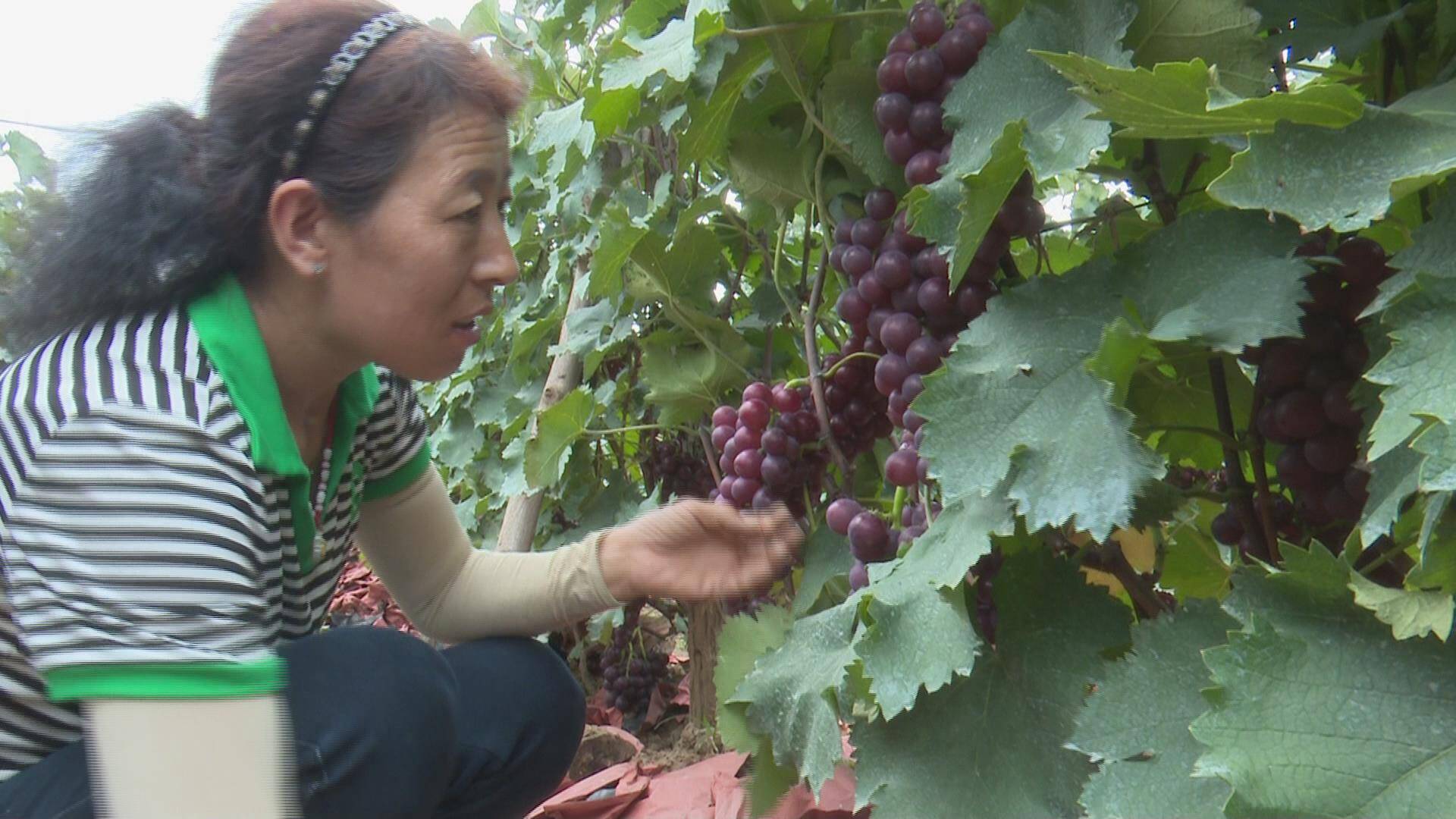 临朐：300多亩葡萄丰收上市 “甜蜜事业”助农增收