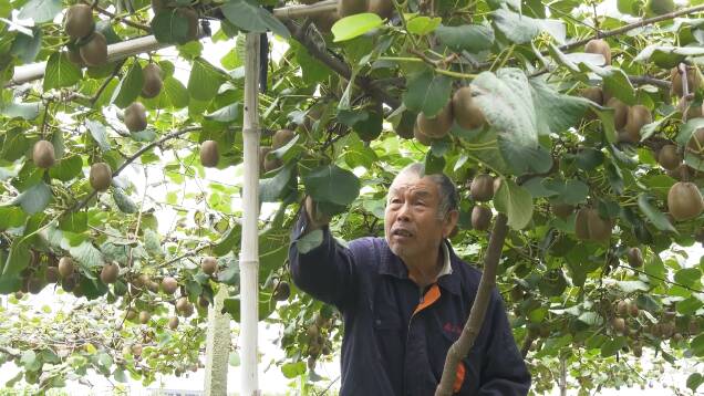 喜迎丰收季丨潍坊：成熟猕猴桃“甜”到果农心坎里 一亩地纯赚万余元