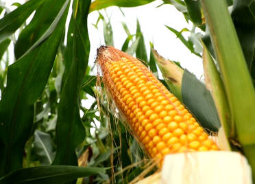 禹城：64.36万亩玉米丰收在望 全力推进“吨半粮”生产能力建设