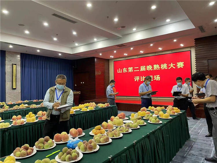 山东第二届晚熟桃大赛在青州举行 131个品种晚熟桃上演“赛桃”大会