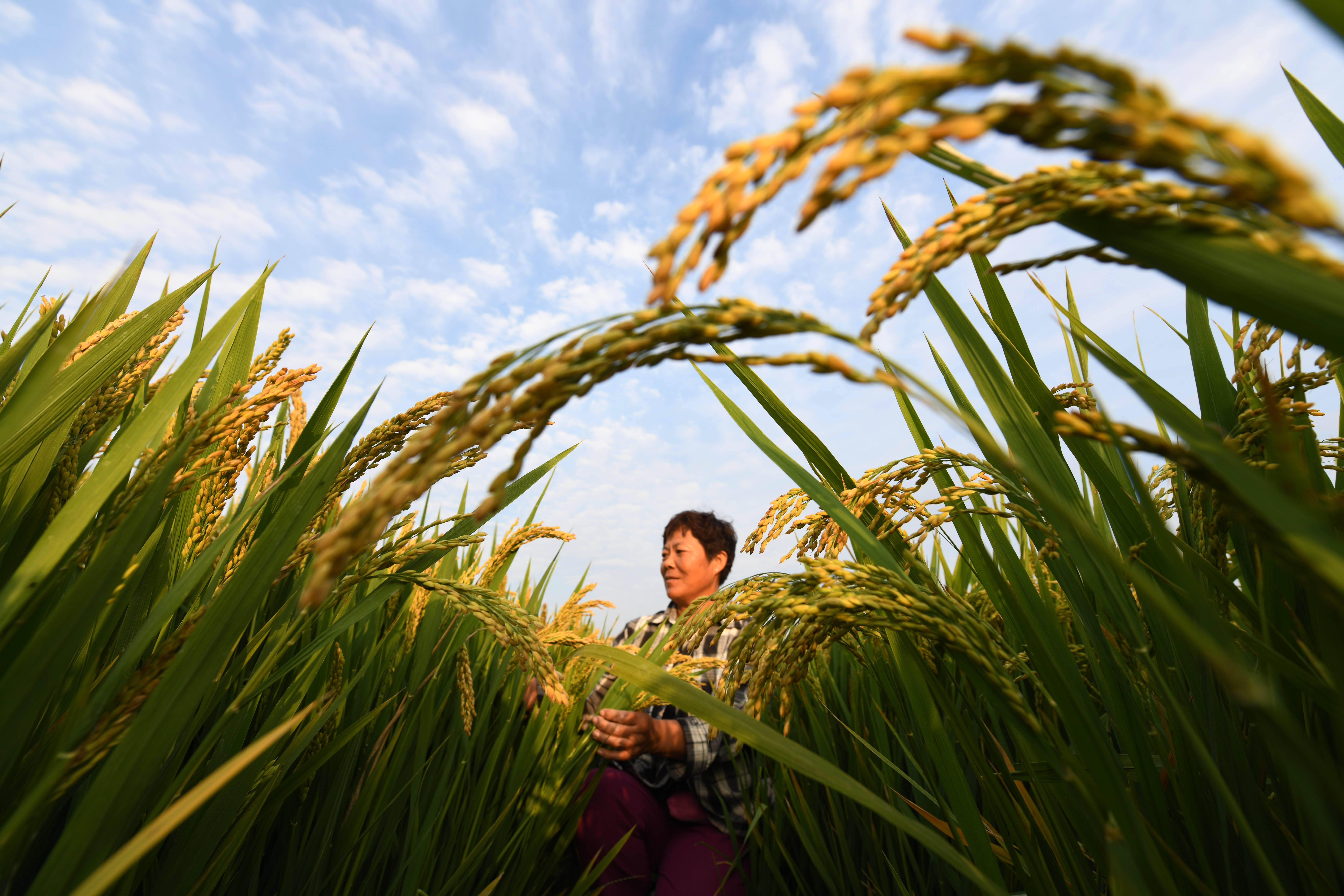 金秋稻黄美如画郯城县40余万亩水稻丰收在望