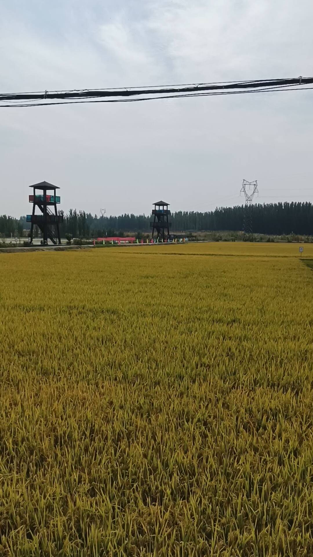 济南吴家堡千亩黄河大米稻田即将收割 稻蟹混养有门道
