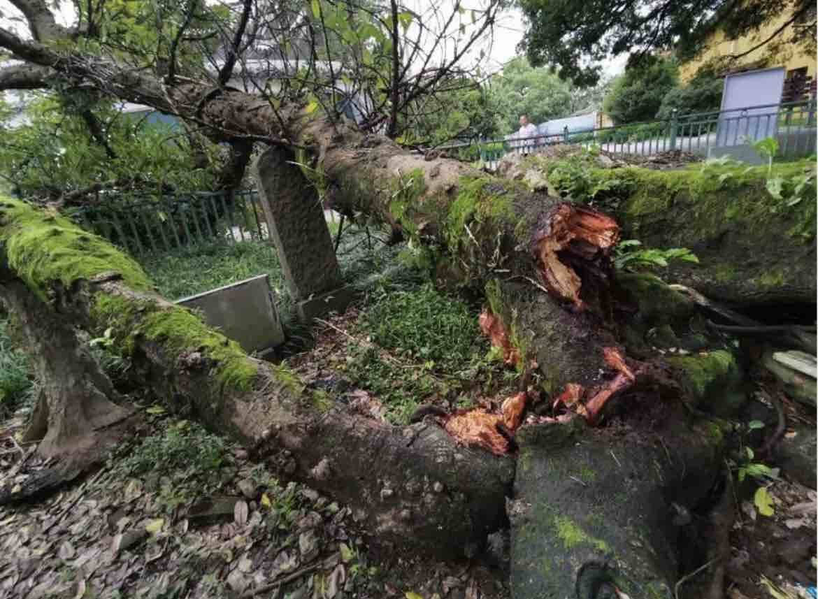山东部署开展打击破坏古树名木违法犯罪活动专项整治行动