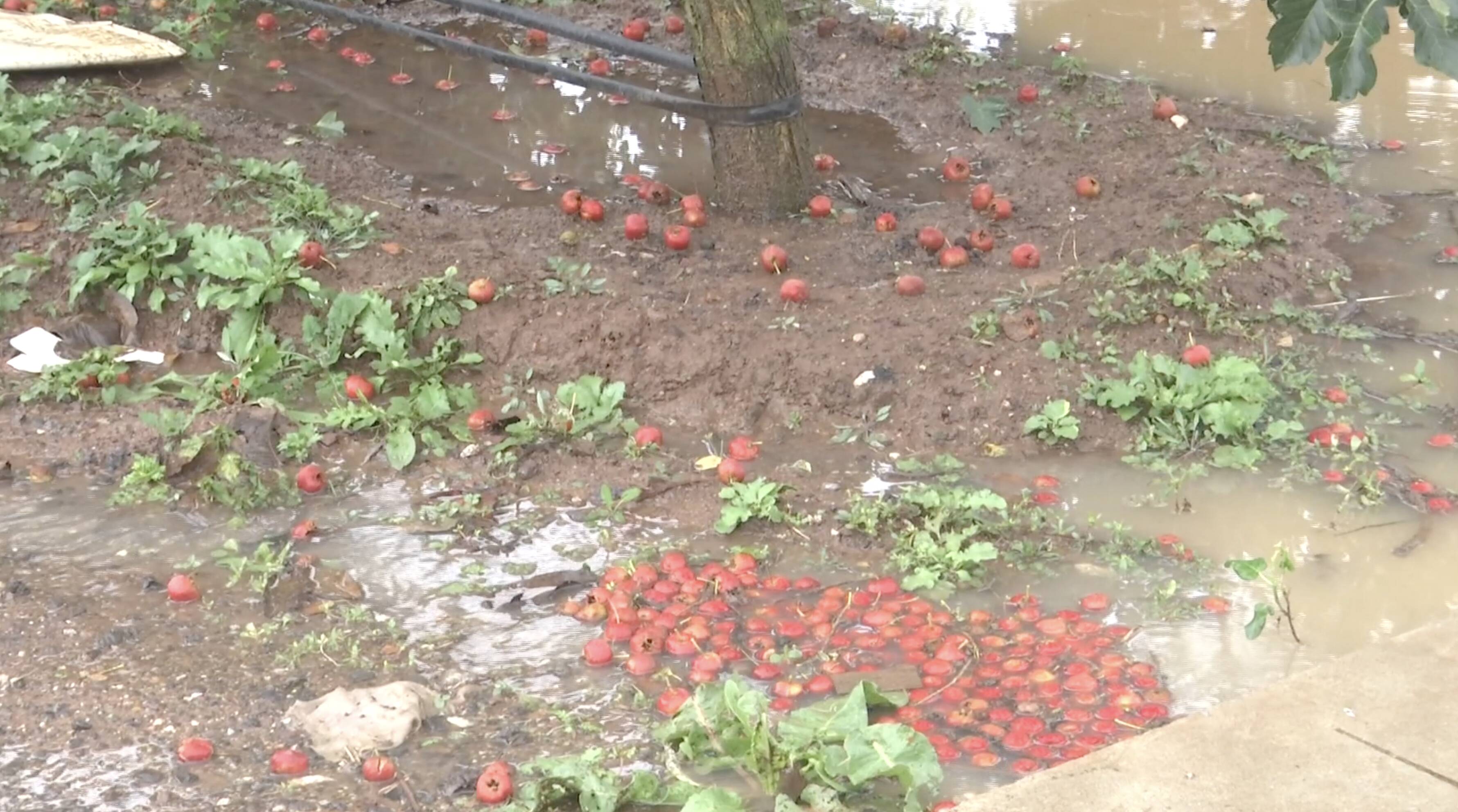 山东发布暴雨蓝色预警 13市局部仍有暴雨 省气候中心：及时排除农田积水