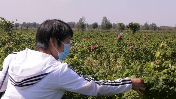 “小玫瑰”成了“大产业”！昌乐县百亩“玫瑰花海”国庆假期人气旺