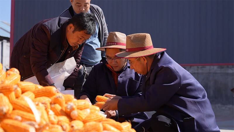 科技赋能促高产  武城县“吨半粮”示范区玉米亩产达987.79公斤