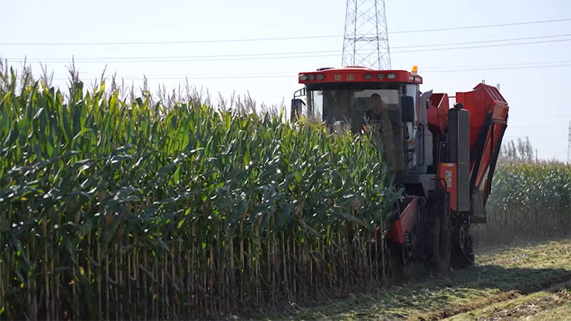 最高亩产过吨！德州多地“吨半粮”核心区玉米产量“成绩单” 出炉
