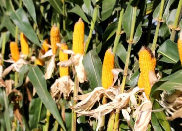 德州陵城：玉米亩产1021.15公斤 率先实现“吨半粮”目标
