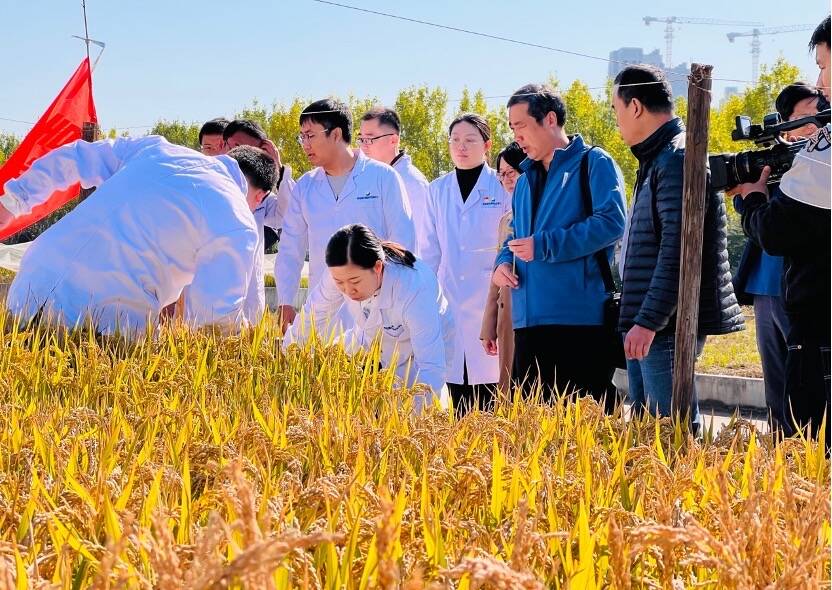 青岛向你“稻”喜！中国4‰盐度下耐盐常规稻再破纪录，亩产超691公斤