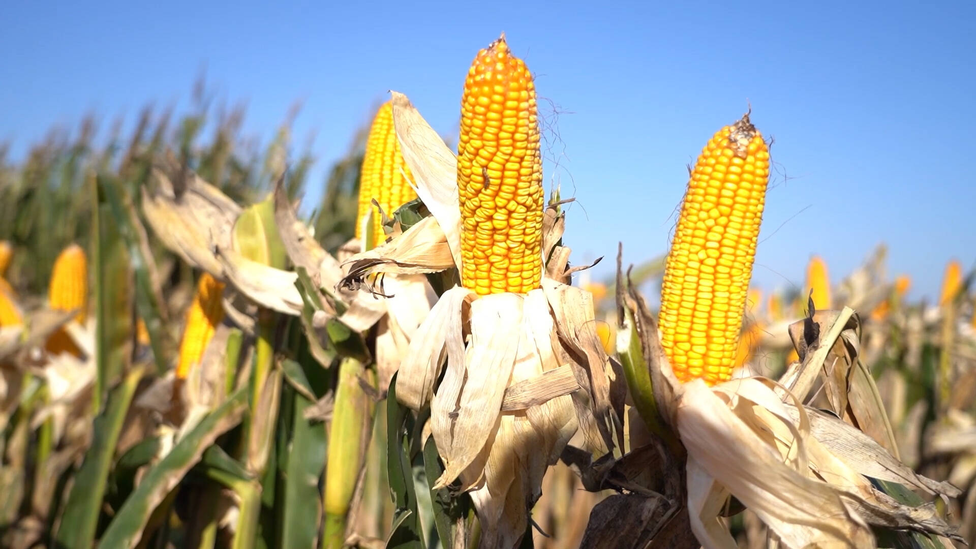 武城：大豆玉米复合种植6种模式探索，促进秋粮丰产丰收