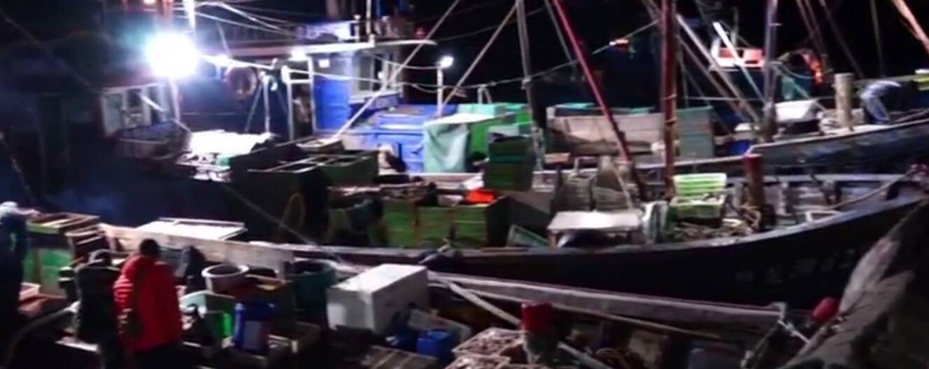 龍口：漁民秋捕忙 魚蝦裝滿艙