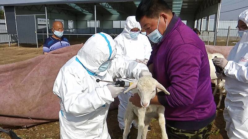 7.22万只家畜、240万羽家禽完成免疫！潍坊市坊子区7支畜牧技术服务队服务一线
