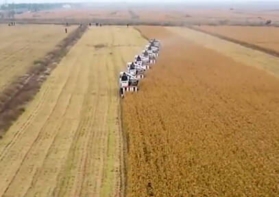 央视《朝闻天下》聚焦德州庆云：良种良法配套 水稻亩产超1500斤