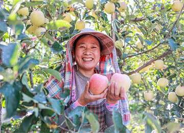 苹果产业“映红”乡村振兴路