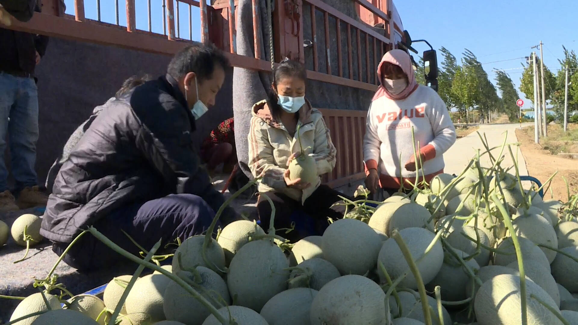 丰收季｜东平县：瓜菜产业促致富 晚熟甜瓜迎丰收