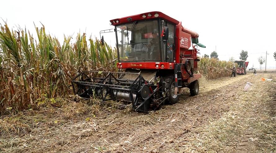 汶上：大豆玉米收割忙 “一季双收”促增产