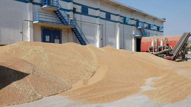 全省第四！2022年度聊城市累计收购小麦82万吨