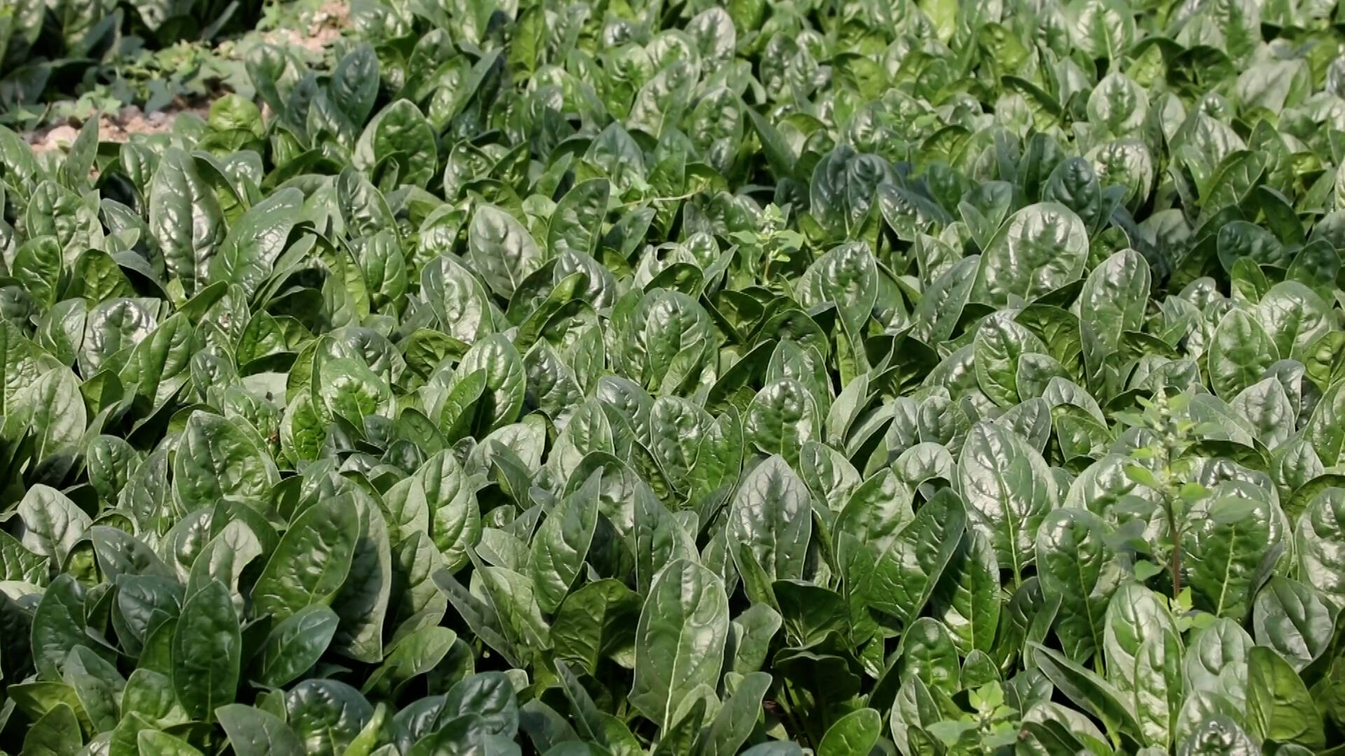 丰收季｜新泰市2.2万亩菠菜喜丰收 不出村卖到全国