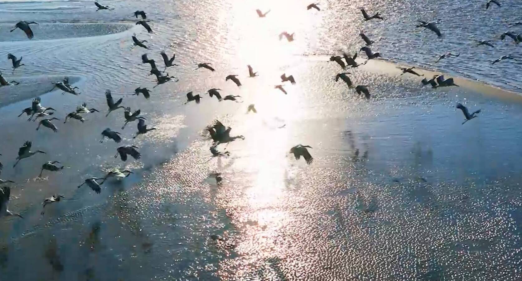 闪电评论丨《大河之洲》用光影解锁齐鲁大地人与自然和谐共生之美