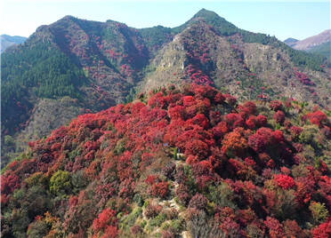青州红叶谷色彩斑斓 满山红叶黄栌灿烂如霞