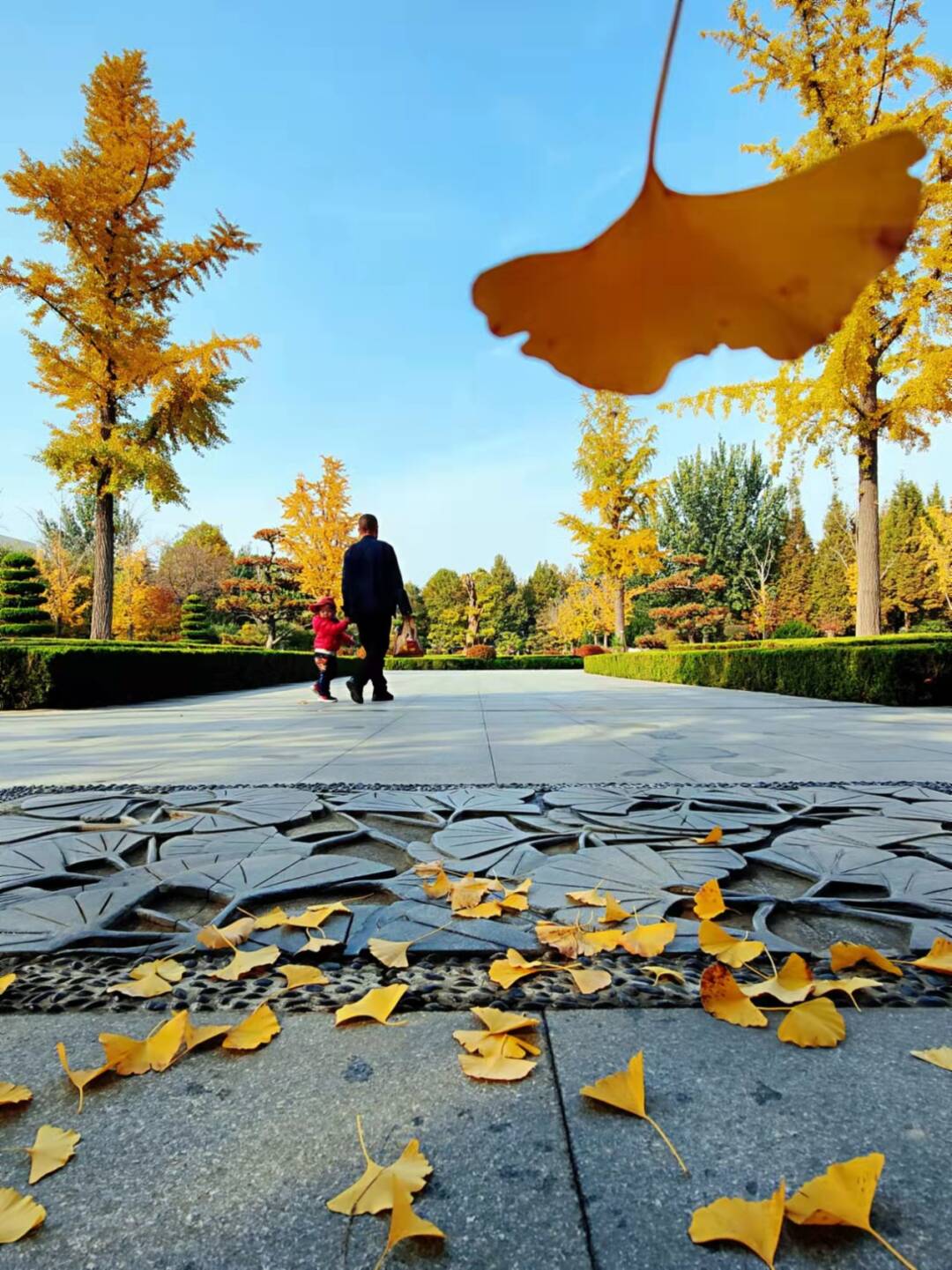 潍坊继续开展“落叶缓扫”活动 为城市留住秋色