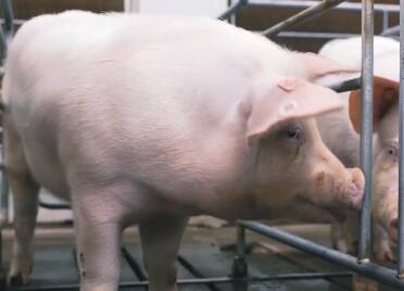 乐陵：扩产保供提质提效 全力护航猪肉价格稳定