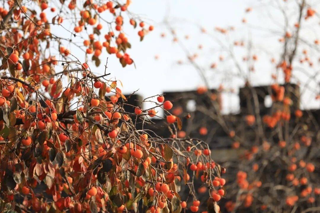 组图丨泰安岱庙：柿子红了枝头，醉了深秋