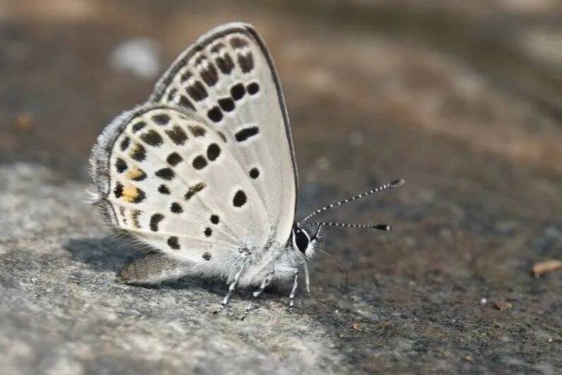 泰山生物上新啦 新增“点玄灰蝶”新记录种