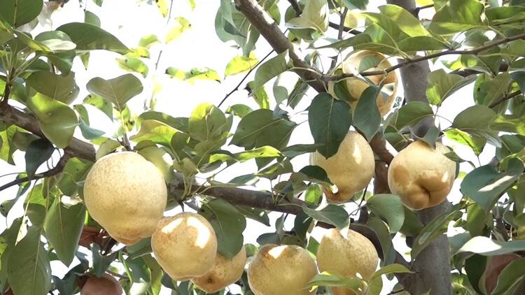 菏泽鲁西新区：全国最大山农酥梨产业化基地 “晚熟梨”品种 填补优质晚熟梨产品的国内空白