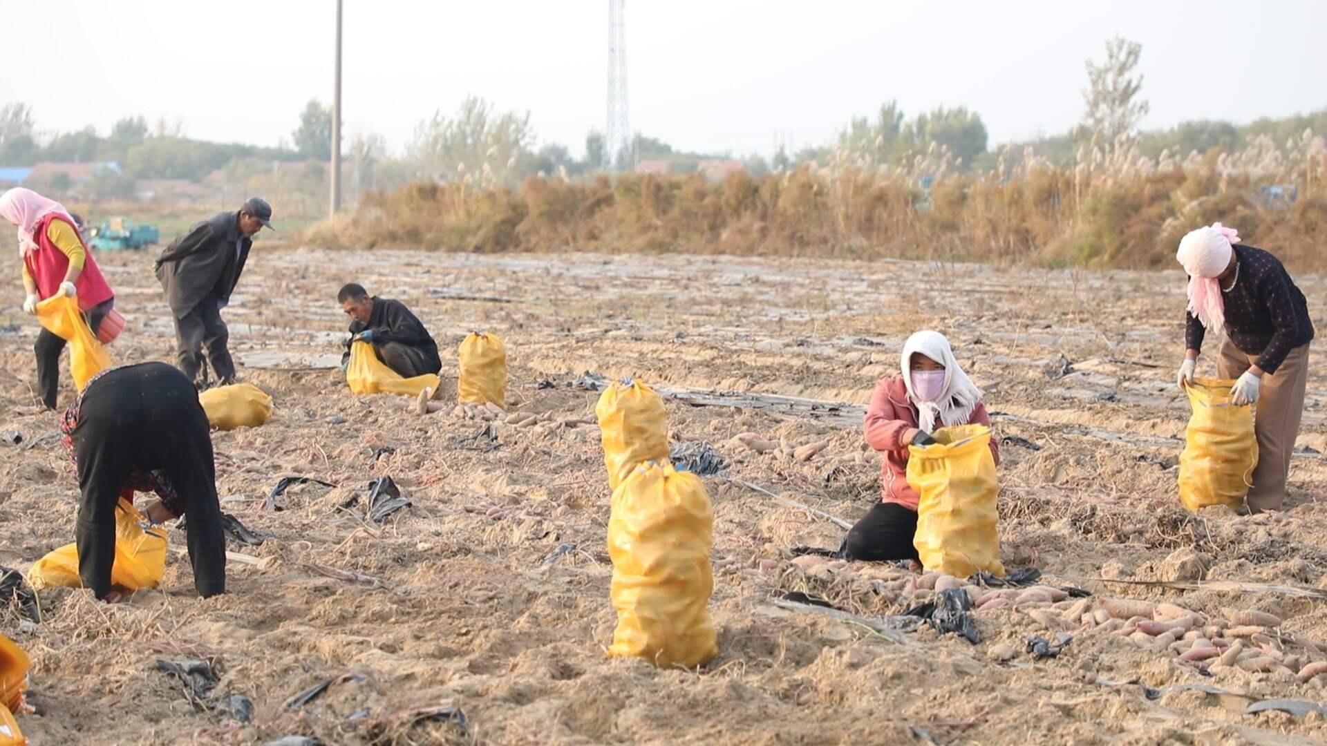 东营市河口区：开展红薯特色种植 以点带面助力乡村振兴发展