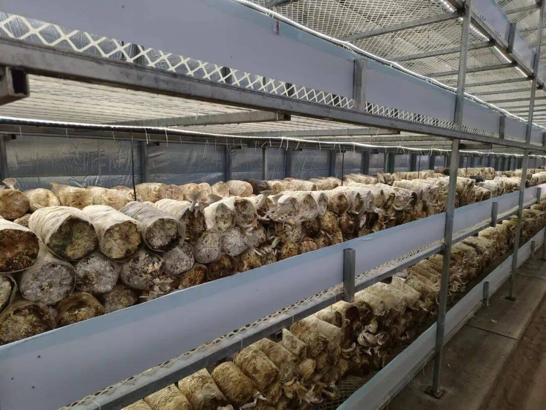 “飞地经营”小蘑菇 济阳这个村蘑菇年产量达十万斤