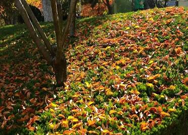 威海游园“落叶缓扫”  尽显深秋之美