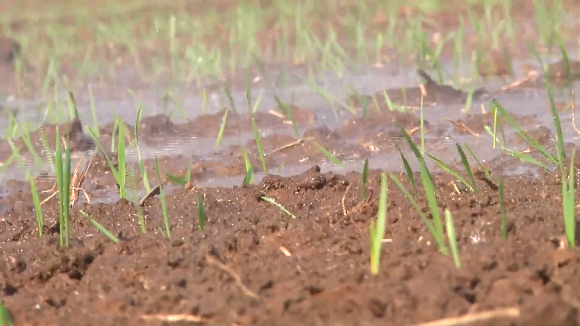泰安市岱岳区：高效节水灌溉 冬小麦出苗见绿