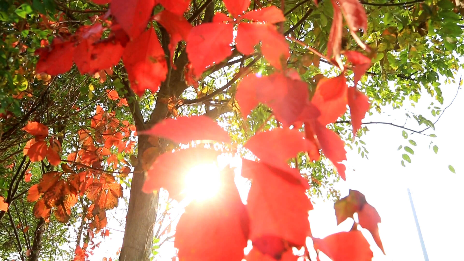 诗画德州丨平原：马颊河畔觅秋色，格桑花开绘美景
