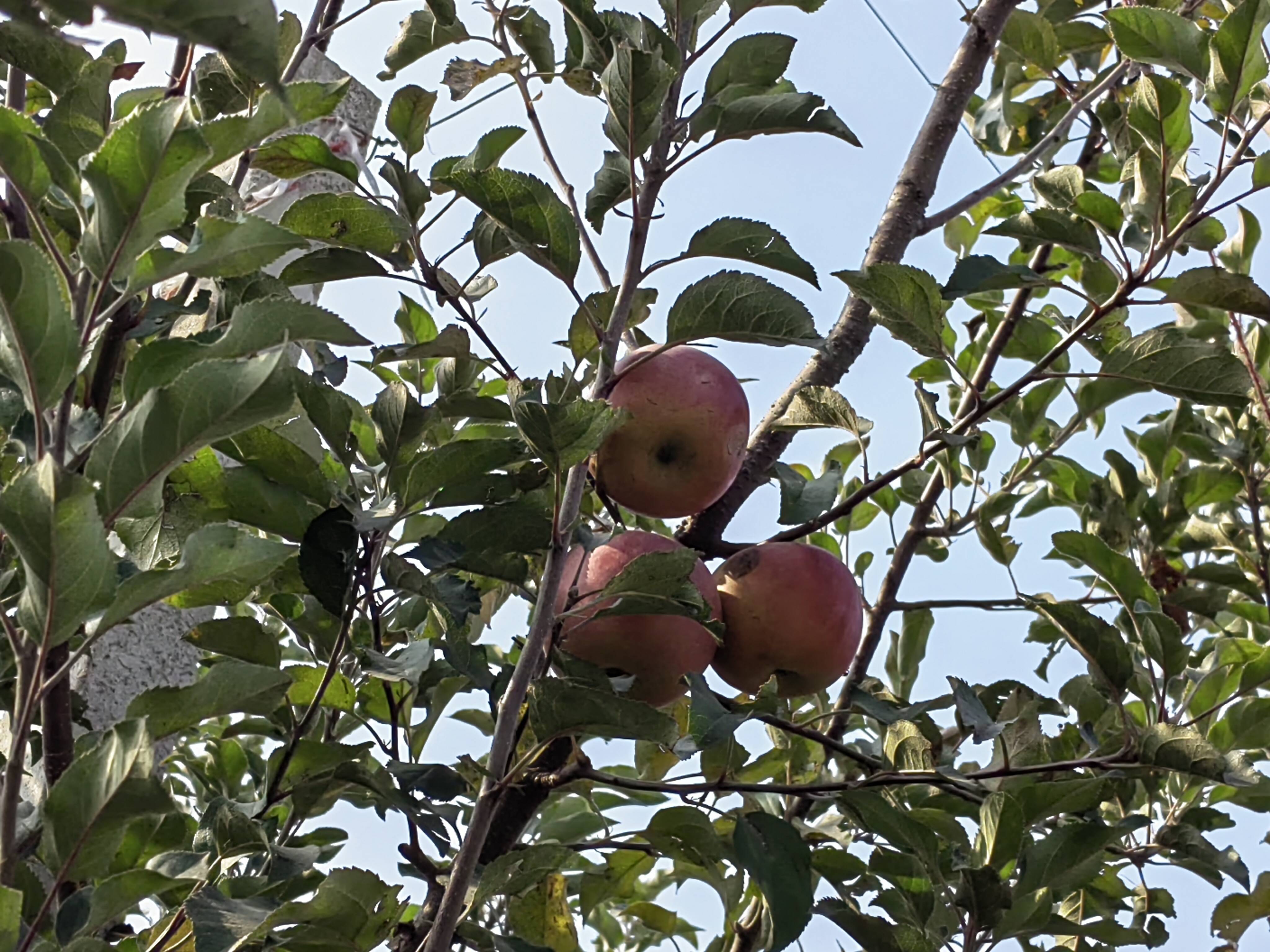 枣庄市峄城区峨山镇50亩苹果喜获丰收