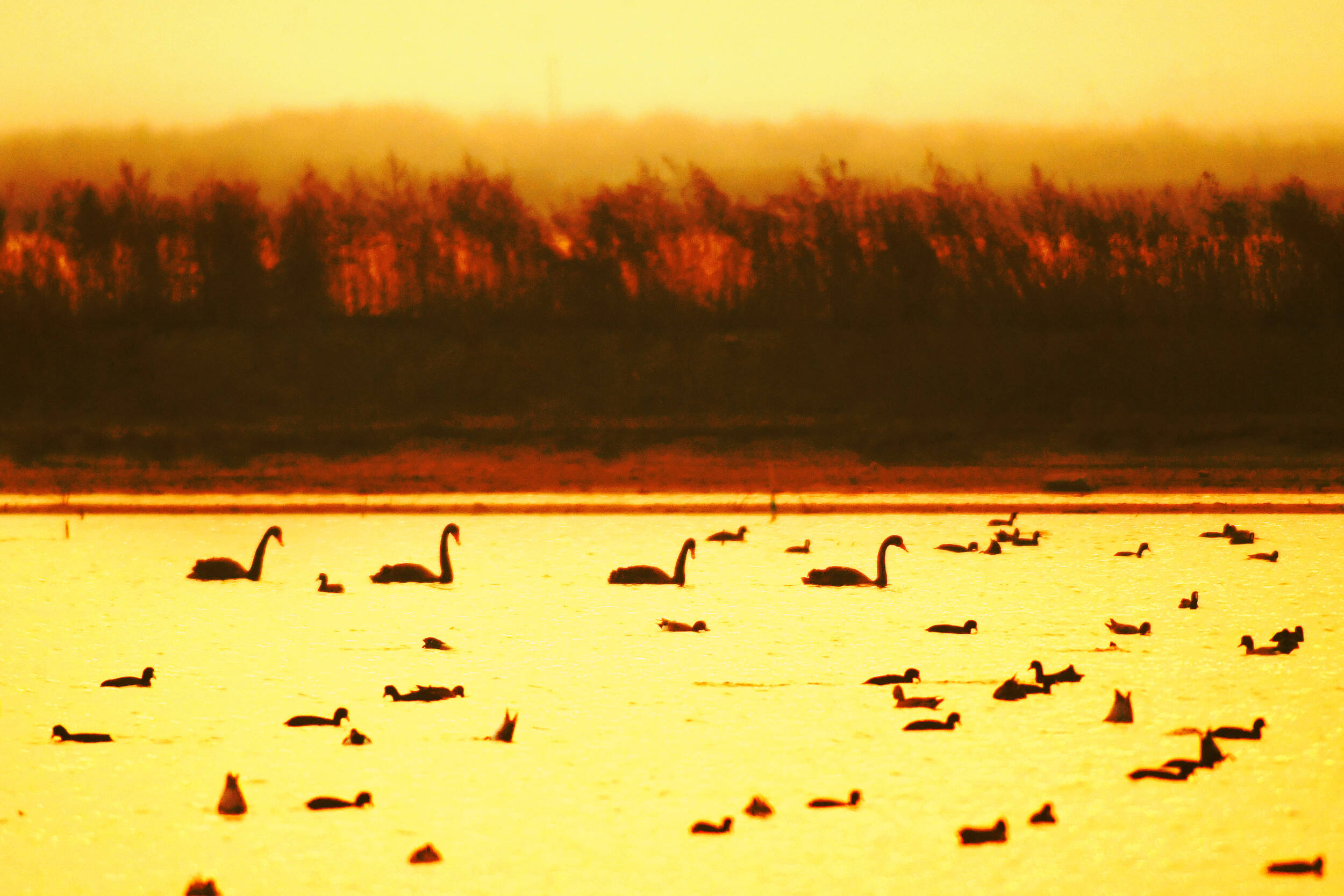 青岛：立冬傍晚夕阳缱绻 越冬候鸟云集滨海湿地