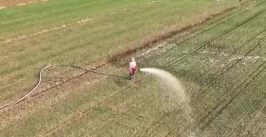枣庄峄城小麦“喝足越冬水” 助力明年稳产增收