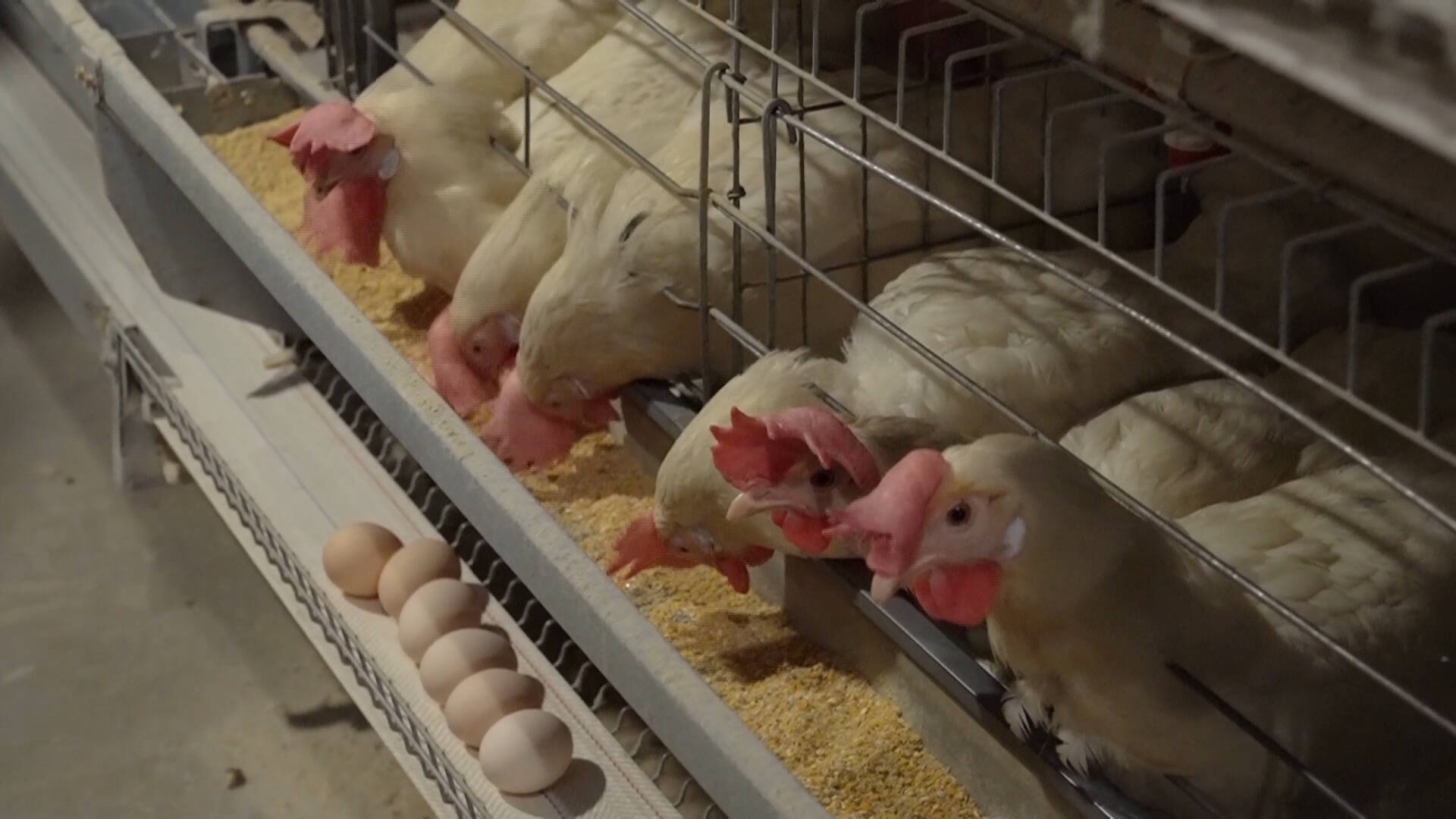 蛋鸡住上恒温恒湿的“楼房”！武城县补齐禽蛋产业短板 促进乡村产业振兴