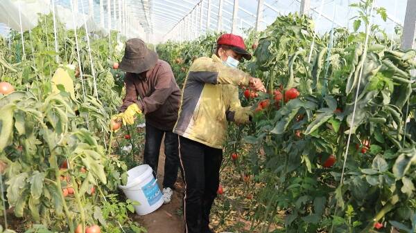 东营市东营区：西红柿丰收采摘忙  产业富民见成效