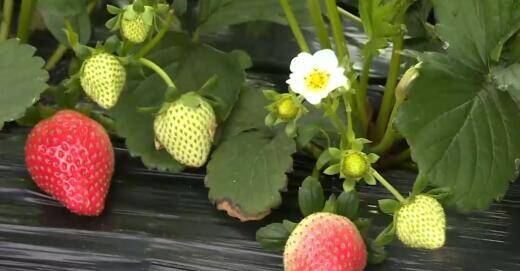 “莓”味十足！泰安马庄镇的大棚草莓赶早上市啦